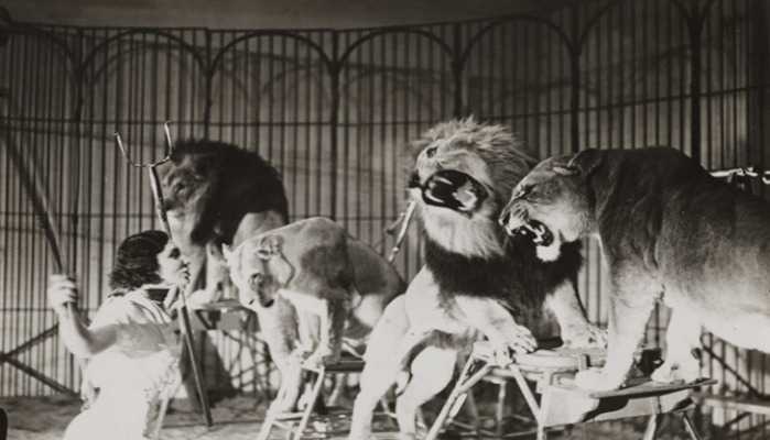 images-cirque-lion-noir-et-blanc