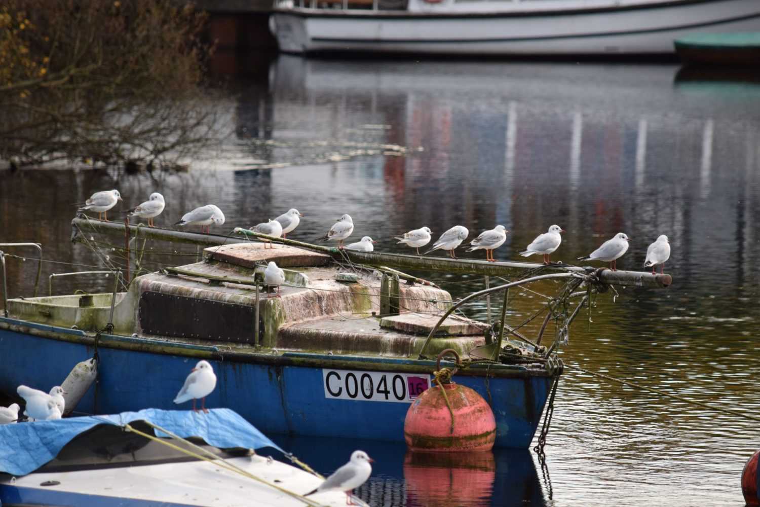 article résilience - image oiseaux sur bateau